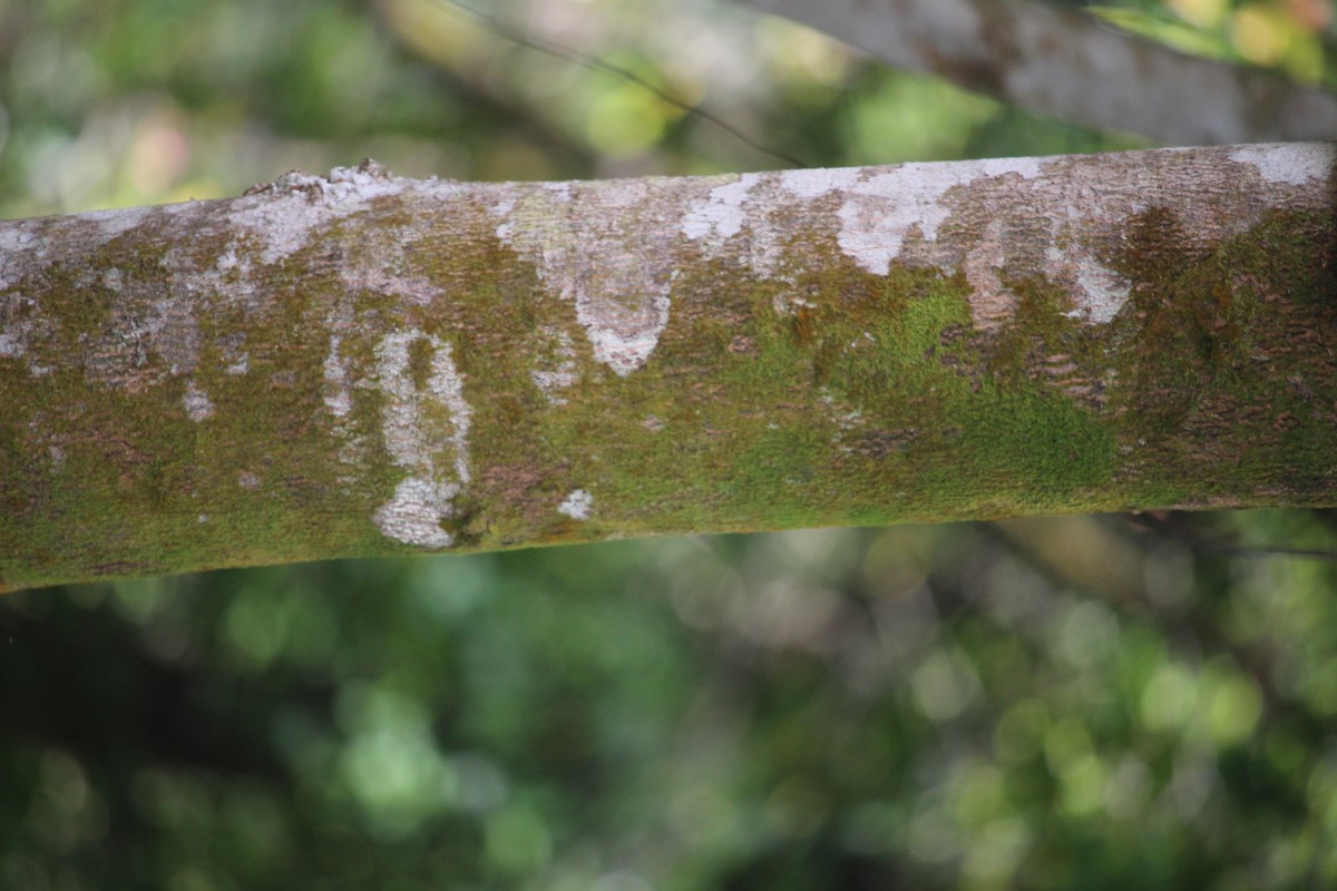 Melicope lunu-ankenda (Gaertn.) T.G.Hartley